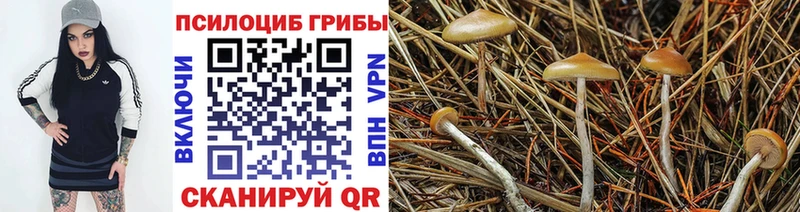 Псилоцибиновые грибы Psilocybine cubensis  Новомичуринск 
